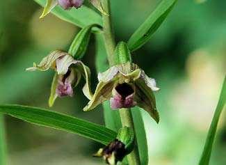 Korte Omloop Hout: wilg Monitoring wilgenplantages in Flevoland (2006-2008) Verrassend hoge