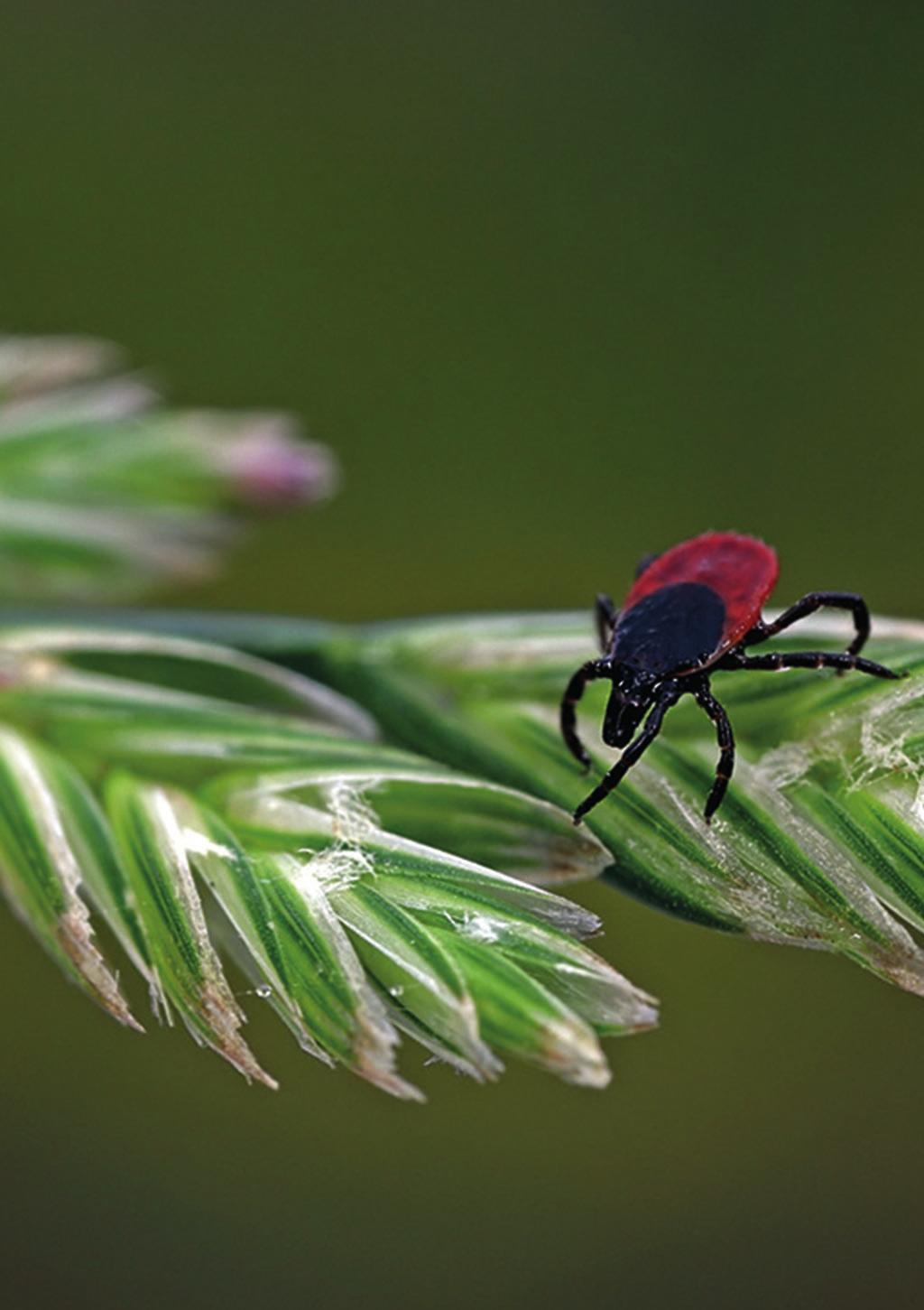 INFORMATIE OVER DE ZIEKTE VAN LYME EN