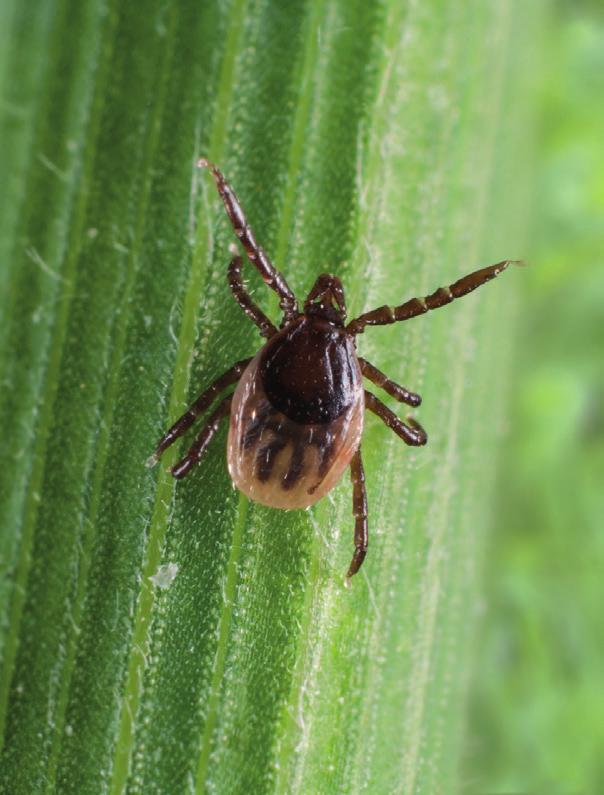 2 6 SYMPTOMEN CHRONISCHE ZIEKTE VAN LYME NAAR HEVIGHEID Bij de meeste patiënten met de ziekte van Lyme verdwijnen de klachten als ze tijdig behandeld worden met bijvoorbeeld doxycycline.