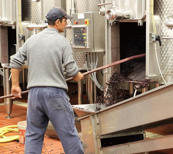 alleen rode wijnen worden geproduceerd. De wijngaarden zijn beplant met sagrantino, merlot en sangiovese.