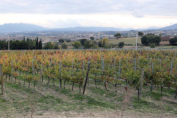 Proeverij ***(*) IlBio, Umbria IGT Rosso 2015 Een nieuwe wijn, 100% sagrantino, biologische wijnbouw. Vergist op de schillen in rvs tanks gedurende 25 dagen en 10 maanden gerijpt in foeders van 30 hl.