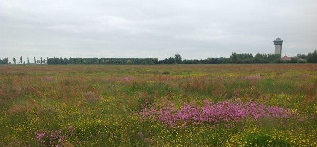 In het natuurgebied van Staatsbosbeheer, dat enkele jaren geleden is ingericht, ontwikkeld zich een soortenrijke schraalgrasland vegetatie.