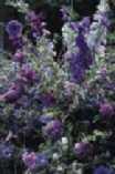 Zaaitijd: 4-5. Bloeitijd: 6-9. chinacea purpurea Alba v s Hoogte: 30-40 cm. Zaaitijd: 4-5. Bloeitijd: 6-9. scharlakenrode tinten. Hoogte: 70 cm.