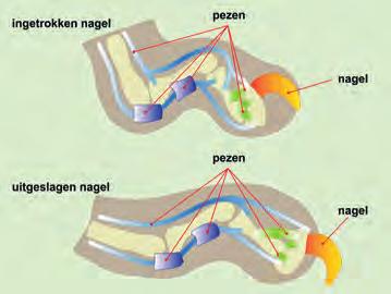 in de elastische vezels van de onderhuid C. in de kiemlaag van de opperhuid D. in de hoornlaag van de opperhuid 8. Welk weefsel zorgt voor stevigheid in de huid? 1.
