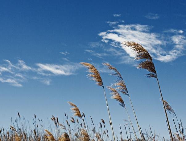 Wind is lucht in beweging Lucht boven land wordt warm. Die lucht stijgt. Warme lucht koelt in de hoge lucht af en daalt. Koele lucht stroom naar de open plek op land.