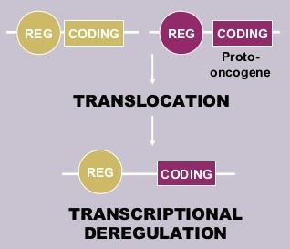 Translocatie bij oncogenen