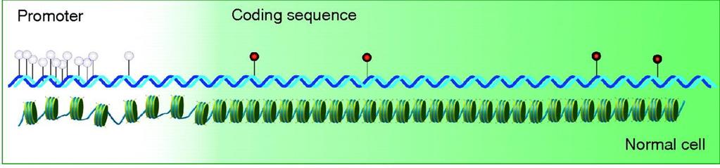 SUPPRESSORGENEN CpG