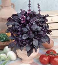 Sweet Aroma F1 is fusarium tolerant en wordt beschouwd als de betrouwbaarste Genovese basilicum op de markt.