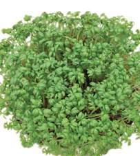 3200 zaden Prijsklasse Een overblijvende moerasplant, die algemeen in en aan water (erg zuiver zoet water) voorkomt.