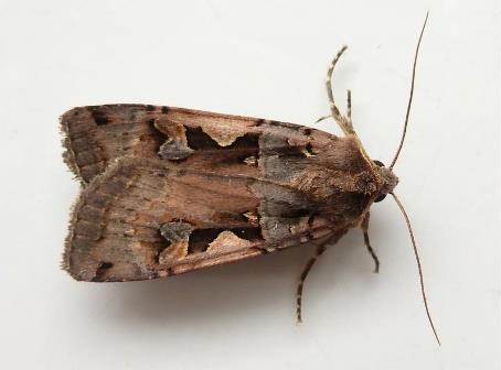 De huismoeder (Noctua pronuba) is weer het vaakst waargenomen en de rest van de lijst blijft erg vergelijkbaar. Tabel 1.