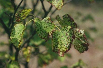 Binnen de rand sterft het bladweefsel af. De plaatjes zijn afkomstig van: http://www.forst.uni-muenchen.de Anamorf of ongeslachtelijke vorm: Cercospora microsora Sacc.