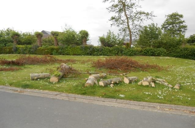 Het gaat hier in hoofdzaak over een groot aantal bomen in grotere straten, o.m. de Nieuwenhovenlaan en G.Wittouckstraat.