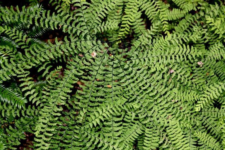 Ondertussen zijn tal van varens uitgegroeid en de ondanks dat deze planten niet bloeien is de variatie