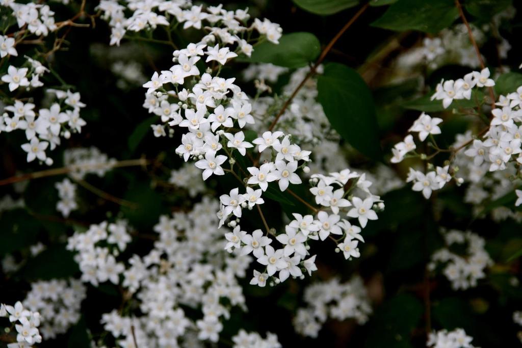 Deutzia setchuenensis var. corymbiflora, is geschikt voor kleinere tuinen. Deze soort uit China heeft mooie zuiver witte bloemen.