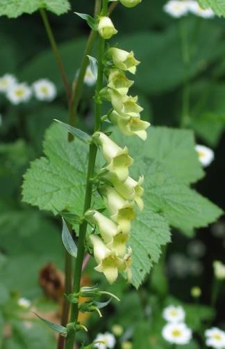 bloemen gevolgd door groenachtige, een beetje rood aanlopende, vruchten met drie vleugels. Deze soort is inheems in het zuiden van Japan en in Korea.