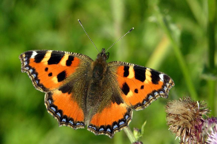 Kleine vos (Aglais urticae) Kleiner Fuchs Status Winterswijk: Algemene standvlinder. Rode lijst: Thans niet bedreigd. Verspreiding: Tijdens de WCL kartering werden 3002 exemplaren geteld.