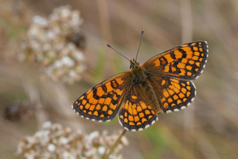 Bosparelmoervlinder (Melitaea athalia) Wachtelweizen-Scheckenfalter Status Winterswijk: Uitgestorven standvlinder. Rode lijst: Ernstig bedreigd.