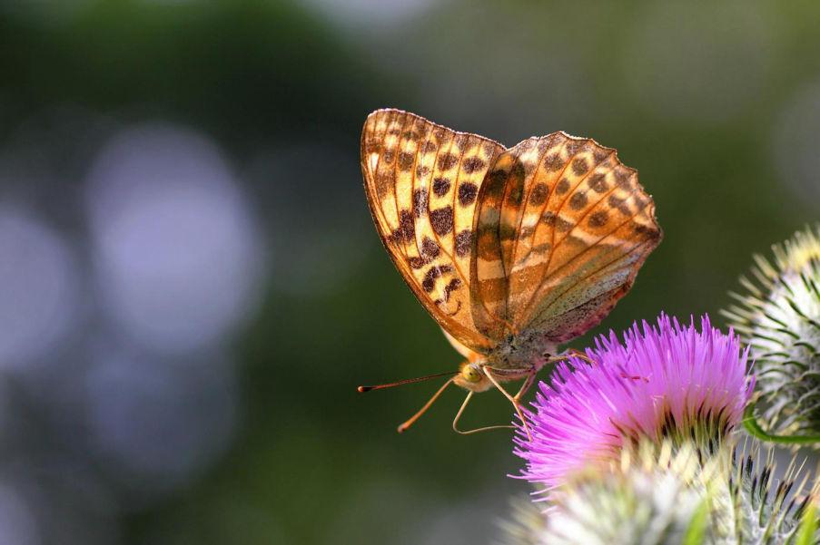 Keizersmantel (Argynnis paphia) Kaisermantel Status Winterswijk: Uitgestorven standvlinder, sinds 2010 weer een (tijdelijke?) populatie. Rode lijst: Thans niet bedreigd.