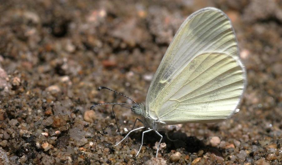 Boswitje (Leptidea sinapis) Tintenfleck-Weißling Status Winterswijk: Niet voorkomend. Rode lijst: Bedreigd. Verspreiding: Is nooit rond Winterswijk gevonden.