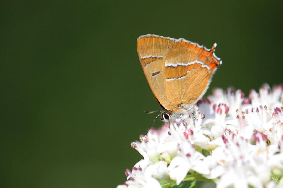 Sleedoornpage (Thecla betulae) Nierenfleck-Zipfelfalter Status Winterswijk: Uitgestorven standvlinder. Rode lijst: Bedreigd.