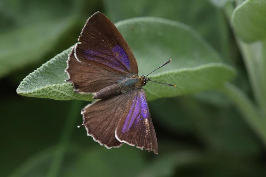 Eikenpage (Favonius quercus) Blauer Eichen-Zipfelfalter Status Winterswijk: Vrij schaarse standvlinder. Rode lijst: Thans niet bedreigd.