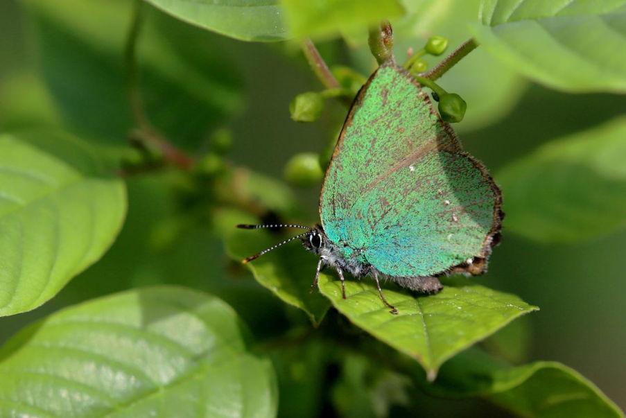 Groentje (Callophrys rubi) Grüner Zipfelfalter Status Winterswijk: Schaarse standvlinder. Rode lijst: Thans niet bedreigd. Verspreiding: Meldingen uit alle 4 perioden.