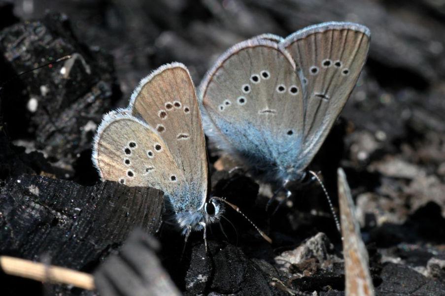 Klaverblauwtje (Cyaniris semiargus) Rotklee-Bläuling Status Winterswijk: Uitgestorven standvlinder. Rode lijst: Ernstig bedreigd. Verspreiding: Meldingen voor 1950 (Vlindernet).