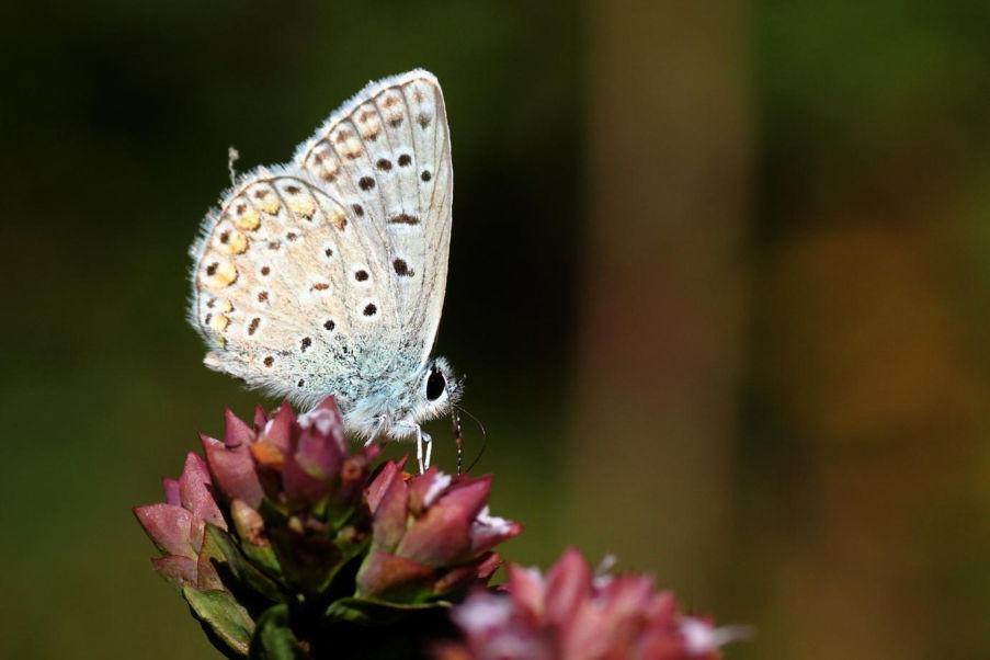 Bleek blauwtje (Polyommatus coridon) Silbergrüner Bläuling Status: Dwaalgast. Rode lijst: N.v.t. De soort wordt voor 1950 gemeld uit het gebied (Vlindernet), vermoedelijk betrof dit (een) dwaalgast(en).