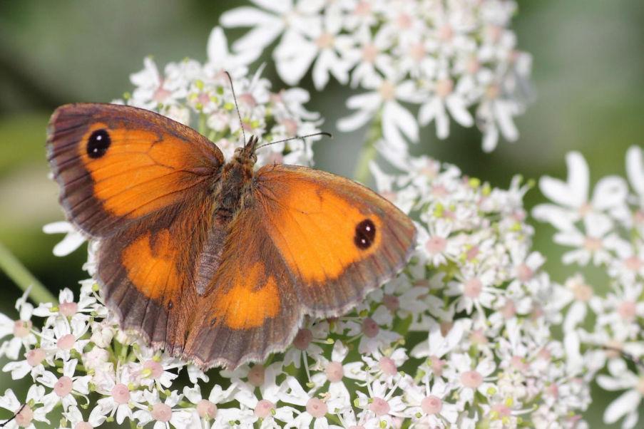 Oranje zandoogje (Pyronia tithonus) Rotbraunes Ochsenauge Status Winterswijk: Uitgestorven standvlinder. Rode lijst: Gevoelig. Verspreiding: Waarnemingen uit alle 4 periodes.