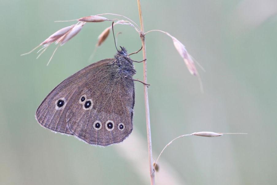 Koevinkje (Aphantopus hyperantus) Schornsteinfeger Status Winterswijk: Zeer algemene standvlinder. Rode lijst: Thans niet bedreigd.