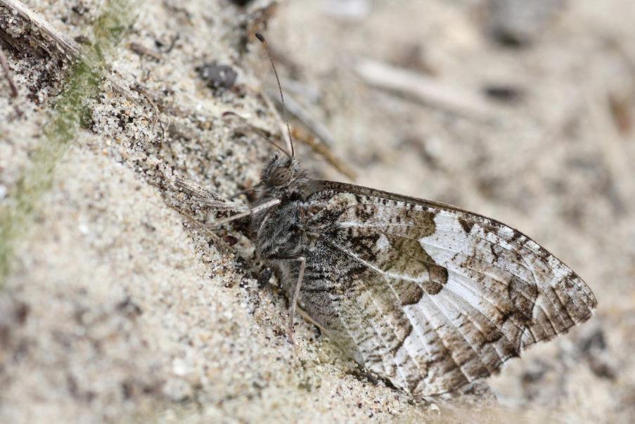 Heivlinder (Hipparchia semele) Ockerbindiger Samtfalter Status Winterswijk: Uitgestorven standvlinder. Rode lijst: Kwetsbaar. Verspreiding: Alle 4 perioden (Vlindernet).