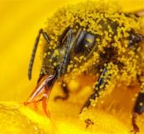 5. De bloem krijgt bezoek Bloemen zijn kleurig. Ze ruiken ook lekker. Vlinders, bijen en andere insecten komen erop af.