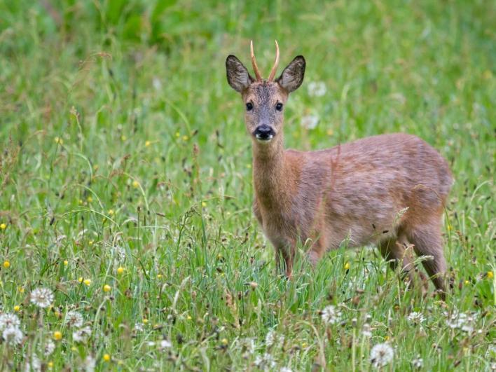 6 Kramsvogels Kramsvogels Met name in de wintermaanden is het getsjak van de kramsvogels te horen. Wintergasten uit het hoge noorden die samen een smakelijk maal van jeneverbessen nuttigen.