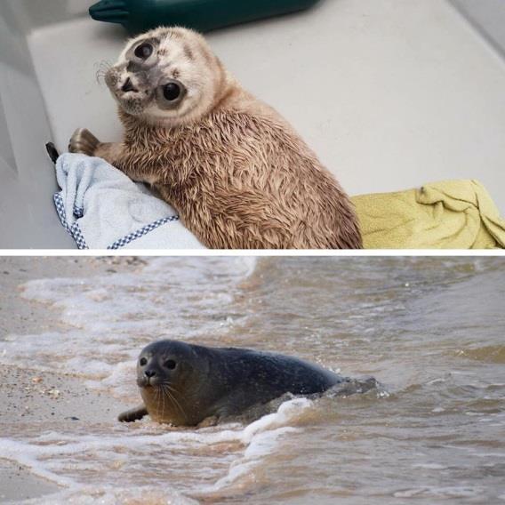 Onze zeehonden van 2018 Jan Peter, binnen gekomen op