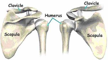 Schouderoperatie De schouder bestaat uit drie beenderen, het schouderblad (scapula), de bovenarm (humerus) en het sleutelbeen (clavicula).