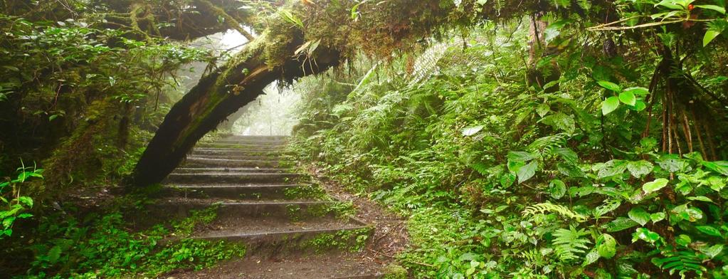 Dag 10: 16 maart 2020 naar Monteverde ontbijt en avondmaal Monteverde staat bij natuurliefhebbers bekend om haar ongerepte nevelwouden.