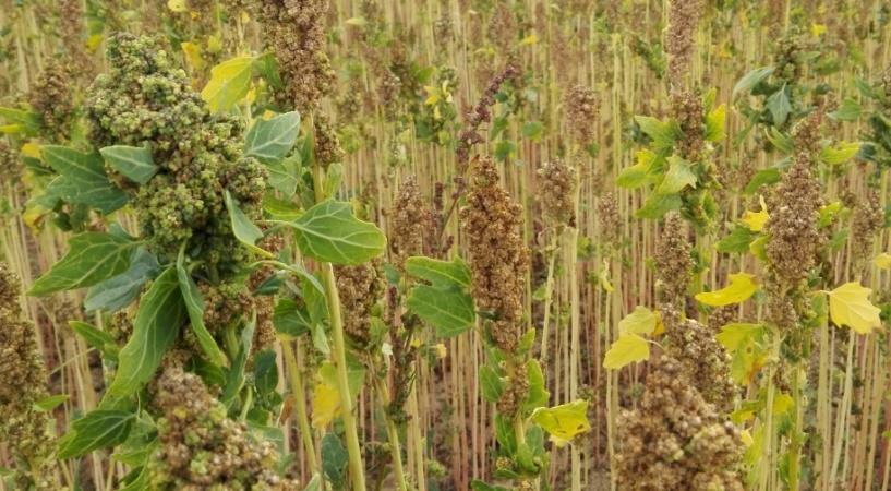 Groot verschil in afrijping tussen verschillende quinoarassen - Jessie quinoa (Quinobel, Bel): oogst augustus