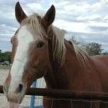 het paard, de paarden een dier waarop je kunt rijden paars(e) een kleur het pak, de pakken pakken, pakte(n), hebben gepakt de pan, de pannen een jasje en een broek die bij elkaar horen Met je handen