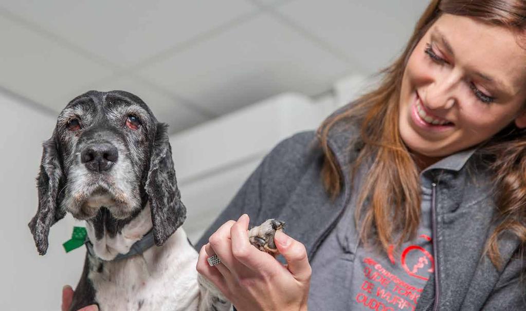 BOL NIVEAU 2, 3, 4 Dierverzorging Zorg voor dieren! Vind jij het interessant om alles te leren over huisvesting, voeding en de gezondheid van dieren?