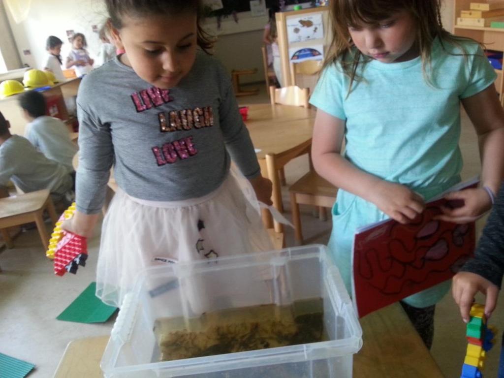 Dan hebben we ook nog kikkervisjes in de klas die bijna pootjes krijgen. Ook hebben we slootwater in een bak wat we gaan onderzoeken. Genoeg te doen voor ons!