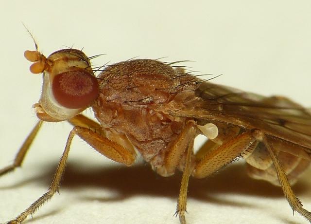 Het genus Renocera (Sciomyzidae) in Nederland Aat Barendregt Inleiding Vliegen uit het geslacht Renocera (Sciomyzidae) zijn zeker niet gewoon in Nederland, maar afgelopen Diptera-weekend in