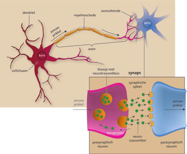 Een zenuwcel of neuron bestaat uit een cellichaam met korte uitlopers, de dendrieten, en één lange uitloper: het axon. Dendrieten en axonen maken verbindingen via een synaptische ruimte.