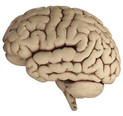 Hersenstructuren in beeld Zijaanzicht en lengtedoorsnede temporopariëtale junctie De grote hersenen bestaan uit vier kwabben: prefrontale cortex dorsolaterale prefrontale cortex ventrolaterale