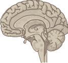 orbitofrontale cortex Depressieve klachten worden in verband gebracht met een versnelde ontwikkeling van frontale gebieden in de hersenen, waaronder de orbitofrontale cortex.