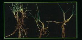 Verschillen in morfologie en groeiwijze Agrostis