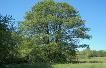 notenboom of een tamme kastanje