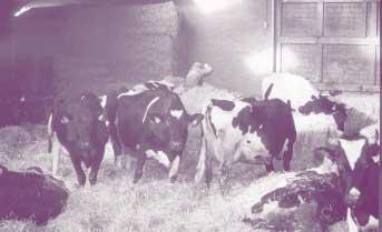 6 Overige stalsystemen In deze brochure is vooral ingegaan op de ligboxenstal. De ligboxenstal is in Nederland het meest gebruikte stalsysteem voor melkvee.