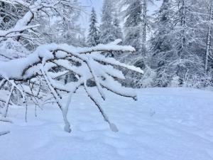 Gedicht geschreven door Elien Saey Van Peteghem Witte Puurheid Duizenden sneeuwvlokjes Dwarrelen in het rond Zweven in de lucht Zoete zachte dromen Komen