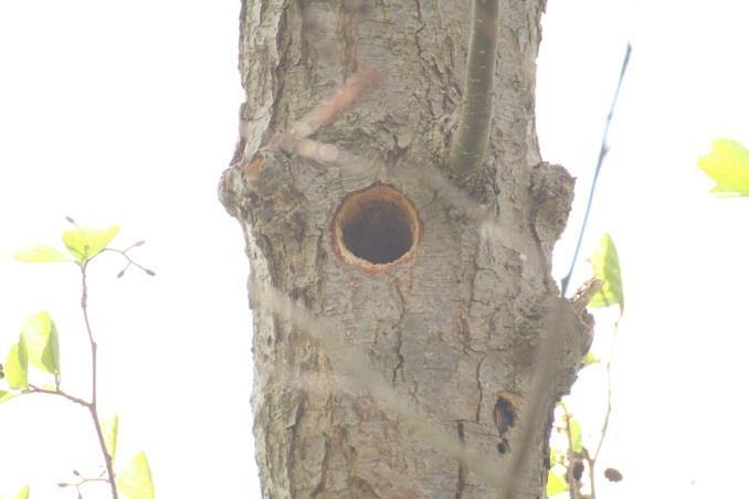 Gemeente Den Haag Ons kenmerk DSB/ In boom 177 (Alnus glutinosa) is een holte (spechtgat) aanwezig die geschikt is als vaste rust- en verblijfplaats van vleermuizen.