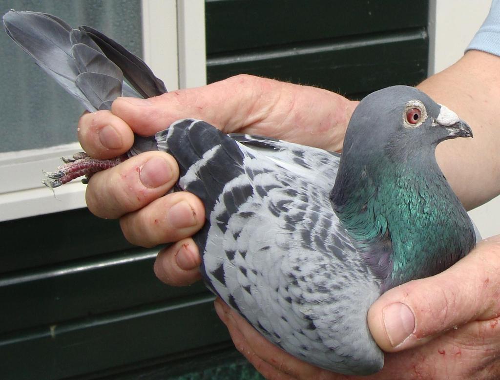 Een mooie blauwe doffer die Pommeroeul op zijn naam schreef. Maar liefst 9.727 mededingers liet hij zijn staart zien.